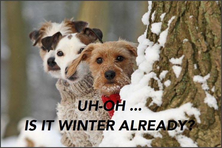winter dogs